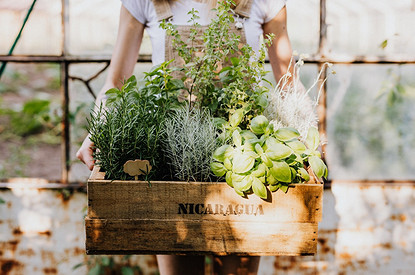 8 овощей, которые можно вырастить в квартире (и дача не нужна)