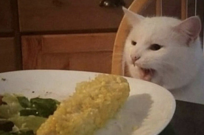 «Пока определимся, вся еда уже остынет»: герои статьи рассказали о своей зависимости от видео во время еды