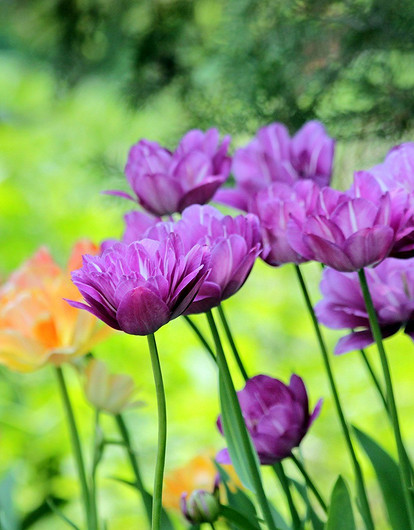 Цветы для «чайников»: 7 неприхотливых растений на даче