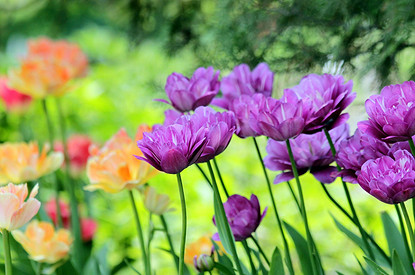 Цветы для «чайников»: 7 неприхотливых растений на даче