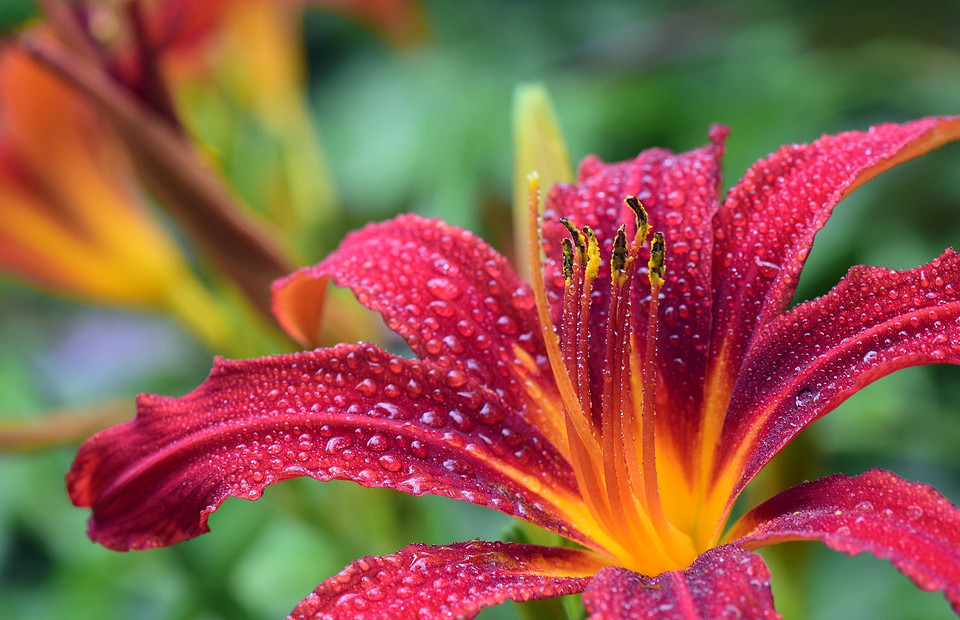 Цветы для «чайников»: 7 неприхотливых растений на даче