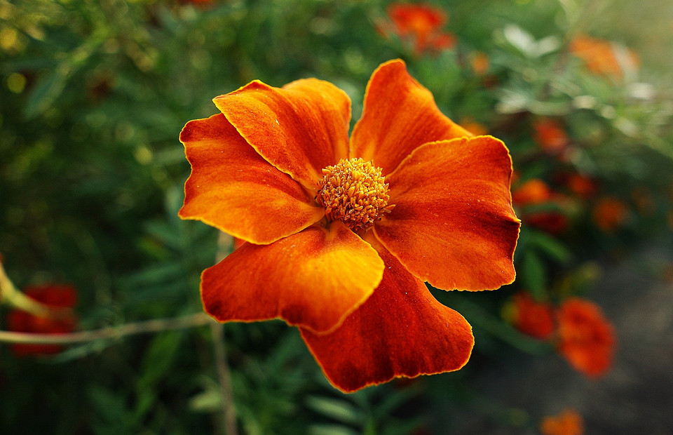 Цветы для «чайников»: 7 неприхотливых растений на даче