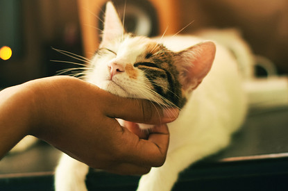 Четвероногие предсказатели: узнай будущее по поведению своего любимца