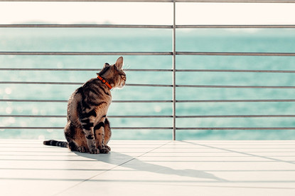 7 пород кошек, которые любят плавать и плескаться в воде