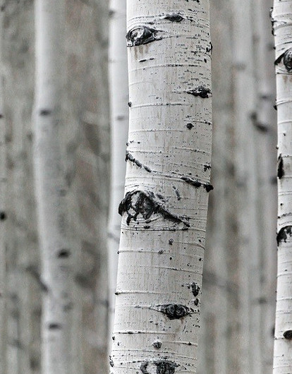 Российские ученые извлекли из коры березы материалы для лечения рака