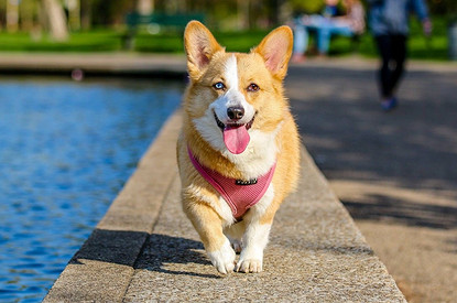 Вечные двигатели: 7 самых энергичных и активных пород собак