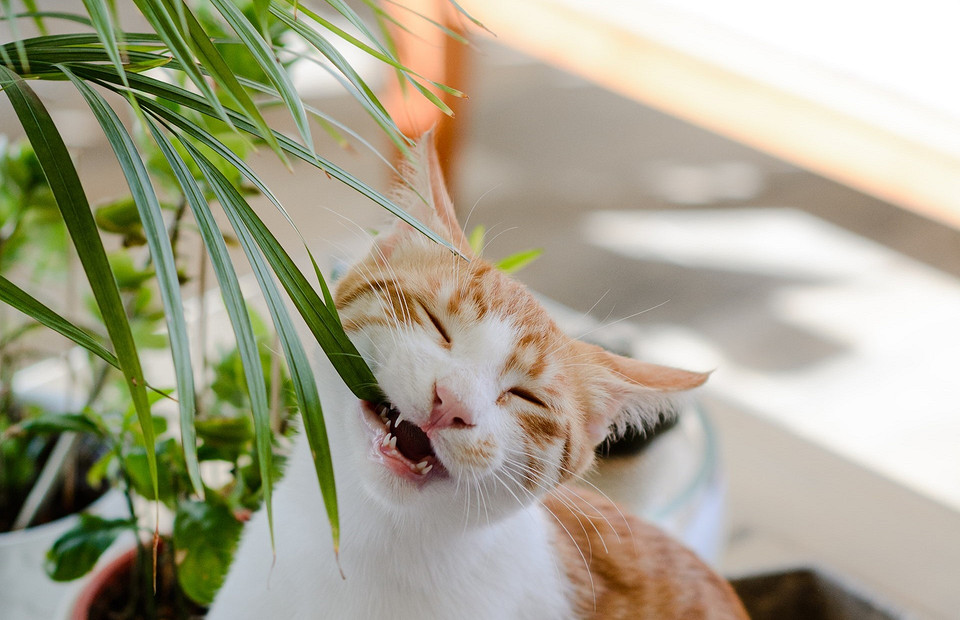 Кот не ест: возможные причины и чем помочь питомцу