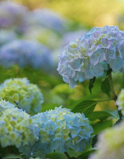 От жимолости до гортензии: 8 декоративных кустарников, которые хорошо растут в тени (видео)