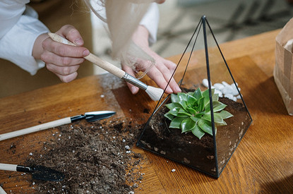 Оранжерея в аквариуме: как сделать домашний флорариум (советы от эксперта)