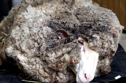 Сбежавшего шесть лет назад барана спасли от смерти, избавив его от 40 килограммов шерсти (видео)