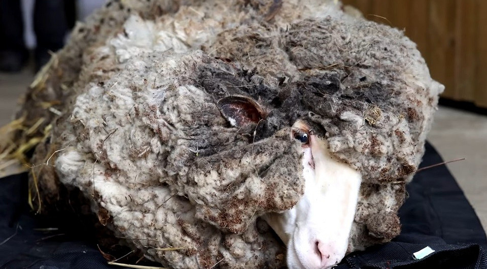 Сбежавшего шесть лет назад барана спасли от смерти, избавив его от 40 килограммов шерсти (видео)