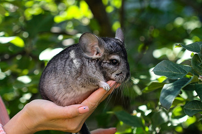 Шиншилла: сколько живет и как ухаживать в домашних условиях