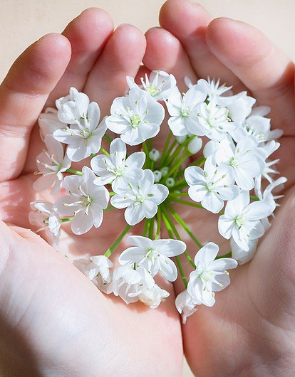 Солнцу навстречу: гороскоп для всех знаков зодиака с 11 по 17 апреля