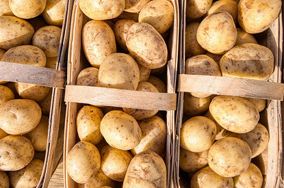 Пойдем сажать картошку: 8 самых урожайных сортов