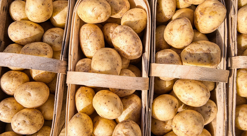 Пойдем сажать картошку: 8 самых урожайных сортов