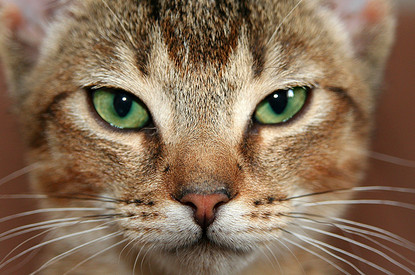 Самые красивые кошки в мире: лучшие породы и фото