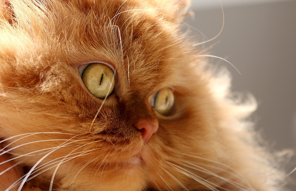 Самые красивые кошки в мире: лучшие породы и фото