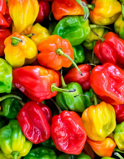 Посадка перца на рассаду и пикировка: самые благоприятные дни в 2022 году