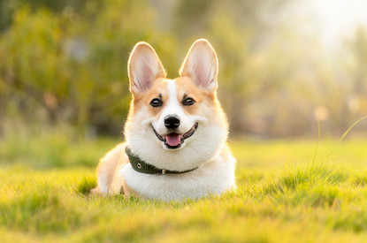 Королевские собаки: история и описание породы вельш-корги