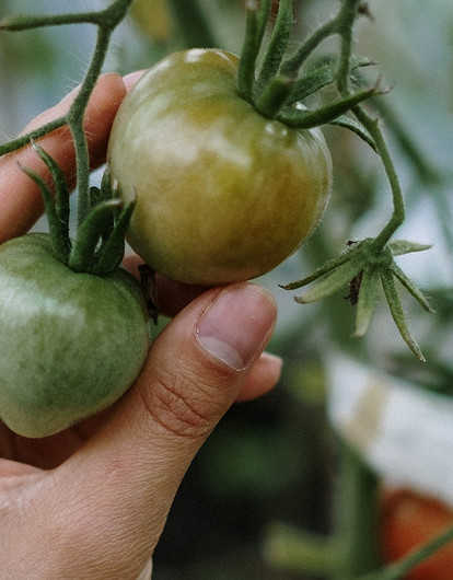 Укради росток — лучше приживется и еще 5 дачных примет, которые сбываются