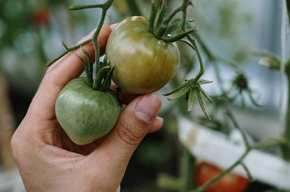 Укради росток — лучше приживется и еще 5 дачных примет, которые сбываются