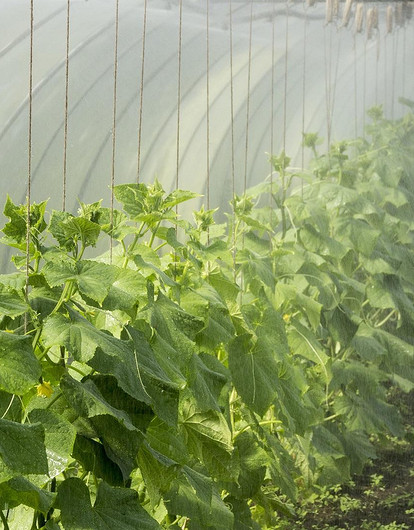 Огурцы для теплицы: 25 лучших и урожайных сортов