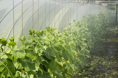 Огурцы для теплицы: 25 лучших и урожайных сортов