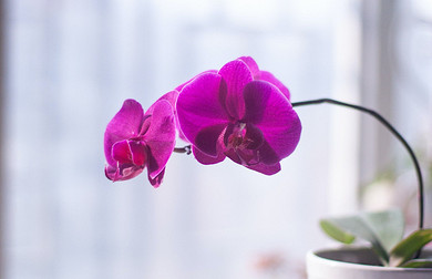 Как пересадить орхидею в домашних условиях: 5 правил