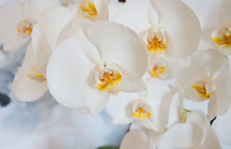 Как пересадить орхидею в домашних условиях: пошаговая инструкция (видео)