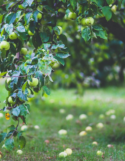 Вон из сада: как и чем обработать деревья и кустарники от вредителей и болезней