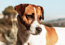 Собака джек-рассел-терьер: интересные факты и описание породы