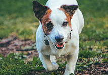 Собака джек-рассел-терьер: интересные факты и описание породы