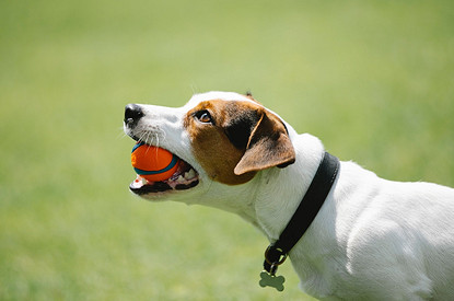 Собака джек-рассел-терьер: интересные факты и описание породы