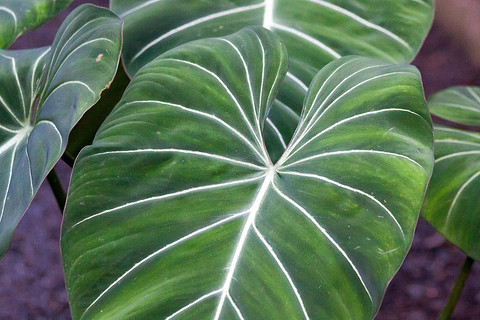 Биркин — эффектный гибрид тропического кустарника филодендрона. Стал очень популярным в последние несколько лет и продолжает оставаться желанным растением в 2022 году. Листья ярко-зеленые...