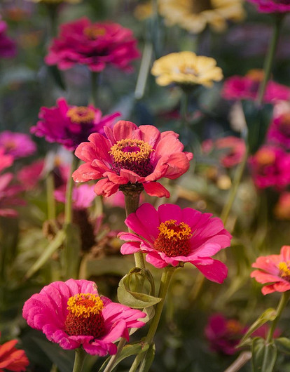 Посадила и забыла: 30+ самых неприхотливых цветов для дачи (видео)