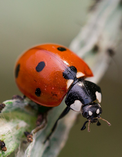 Колорадский или божья коровка: какой ты жук по знаку зодиака
