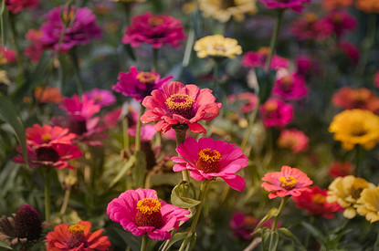 Посадила и забыла: 30+ самых неприхотливых цветов для дачи (видео)