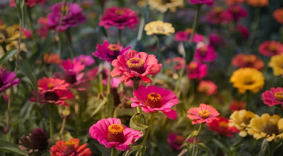 30+ самых неприхотливых цветов для дачи, которые стоит посадить