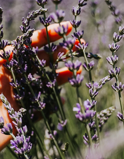 Муха не проскочит: 10 лучших растений-репеллентов для огорода