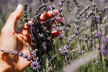 Муха не проскочит: 10 лучших растений-репеллентов для огорода