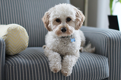 100+ идей кличек для маленьких собак: от аристократических до смешных