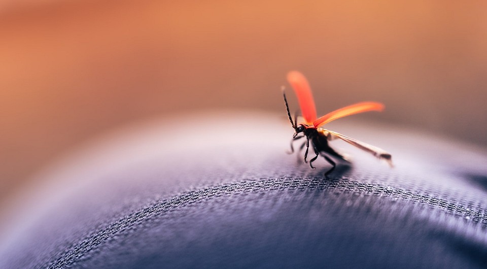 От группы крови до алкоголя: 10 причин, почему тебя так любят комары