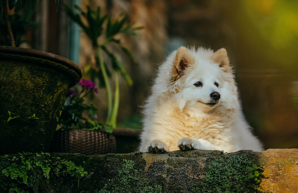 От аристократических до смешных: 100+ идей кличек для маленьких собак
