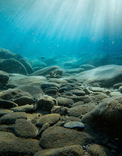 Креветки в металлическом панцире и тонны сахара: 6 самых впечатляющих находок со дна океана (видео)