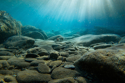 Креветки в металлическом панцире и тонны сахара: 6 самых впечатляющих находок со дна океана (видео)