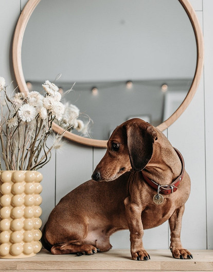 Нарциссы и еще 6 садовых растений, которые опасны для собак