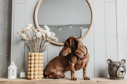 Нарциссы и еще 6 садовых растений, которые опасны для собак