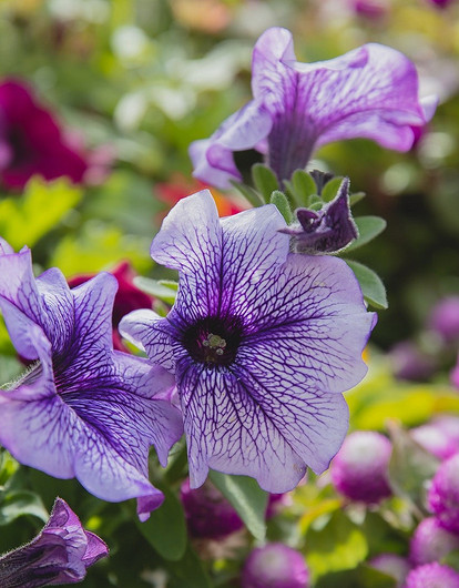 Клумбы и цветники на даче своими руками: 10 крутых идей