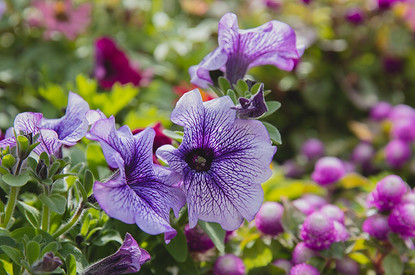 Клумбы и цветники на даче своими руками: 10 крутых идей