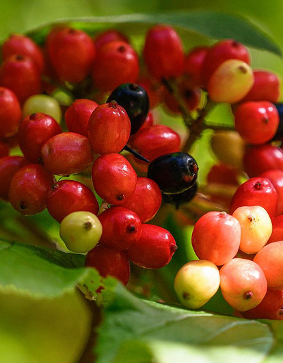 Не ешь - козленочком станешь: 7 самых опасных ягод в лесу